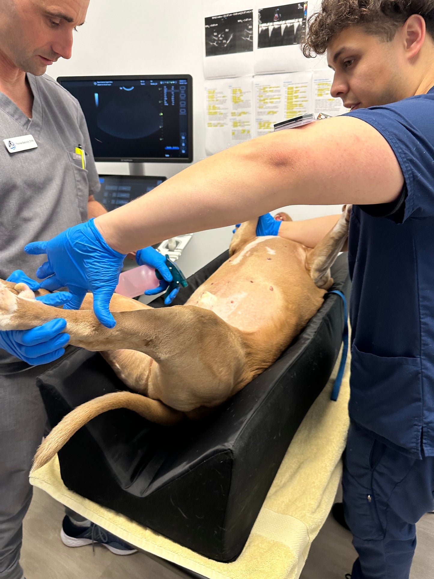 V-trough for X-rays/Pet Positioner